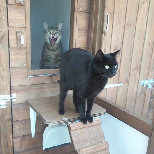 Black Cat and Yawning Tabby Cat at Hickstead Lodge Cattery