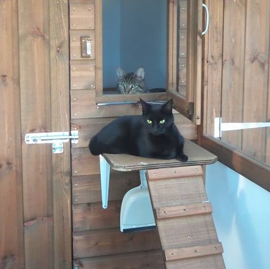 Black and Tabby Cats at Hickstead Lodge Cattery