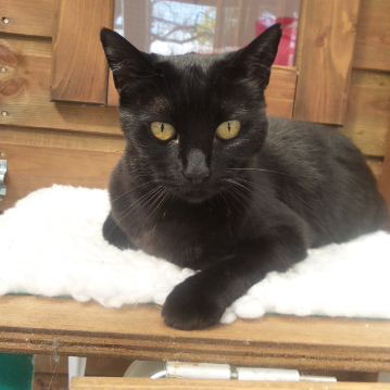 Black Cat on White Bed at Hickstead Lodge Cattery