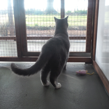 Bright View at Hickstead Lodge Cattery
