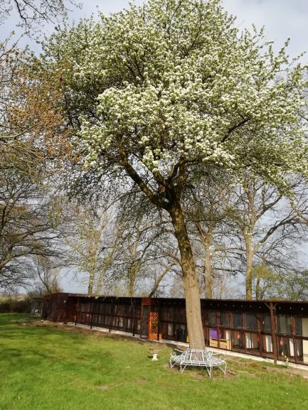 Cat Chalets at Hickstead Lodge Cattery