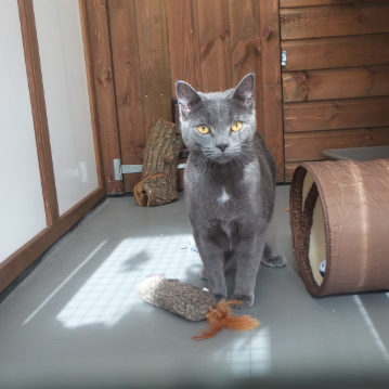 Chartreux Eyes at Hickstead Lodge Cattery