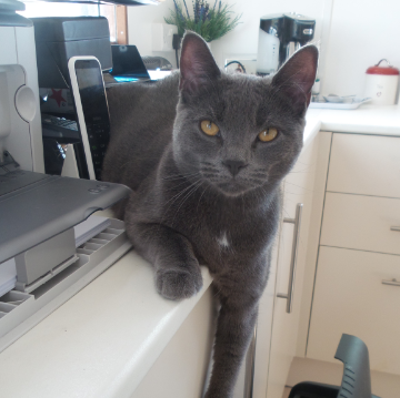 Chartreux Cat at Hickstead Lodge Cattery