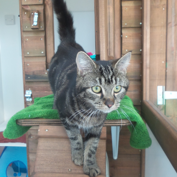 Curious Tabby at Hickstead Lodge Cattery