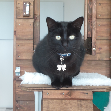 Dressed for Dinner at Hickstead Lodge Cattery