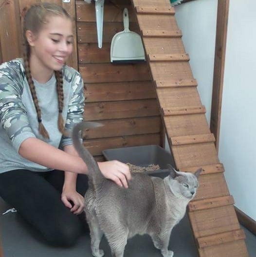 Georgia and a Grey Cat at Hickstead Lodge Cattery