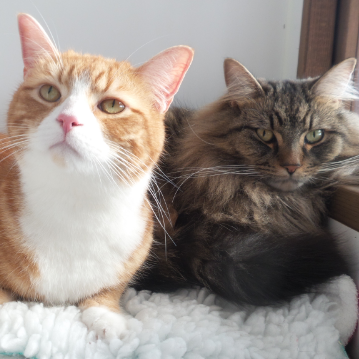 Ginger and Long Hair Cats at Hickstead Lodge Cattery