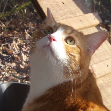 Ginger-up at Hickstead Lodge Cattery