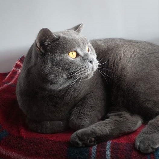 Herbie at Hickstead Lodge Cattery