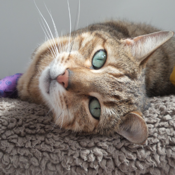 Jade Eyes at Hickstead Lodge Cattery