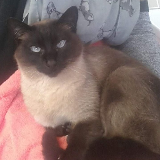 Lily a Tonkinese at Hickstead Lodge Cattery