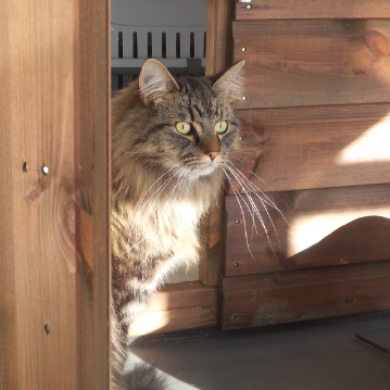 British Long Hair at Hickstead Lodge Cattery