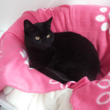 Pink Bed at Hickstead Lodge Cattery