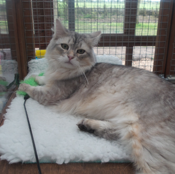 Relaxing at Hickstead Lodge Cattery