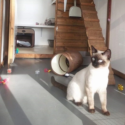 Sid a Ragdoll X Burmese at Hickstead Lodge Cattery