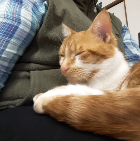 Sleepy Head at Hickstead Lodge Cattery